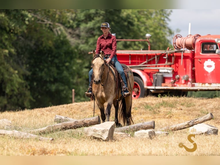Percheron Mix Merrie 5 Jaar 160 cm Buckskin in Bogard