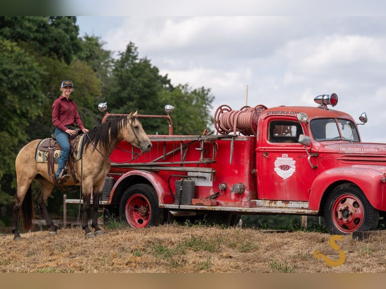 Percheron Mix Merrie 5 Jaar 160 cm Buckskin in Bogard