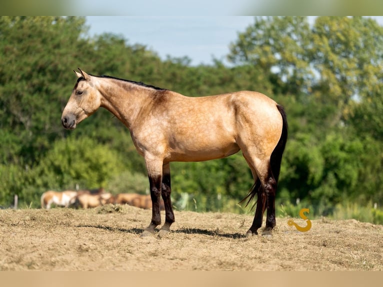 Percheron Mix Merrie 5 Jaar 160 cm Buckskin in Bogard