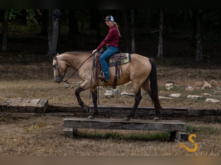 Percheron Mix Merrie 5 Jaar 160 cm Buckskin in Bogard