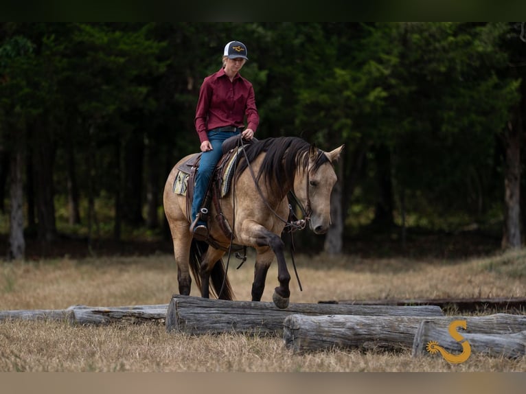Percheron Mix Merrie 5 Jaar 160 cm Buckskin in Bogard