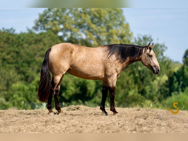 Percheron Mix Merrie 5 Jaar 160 cm Buckskin in Bogard