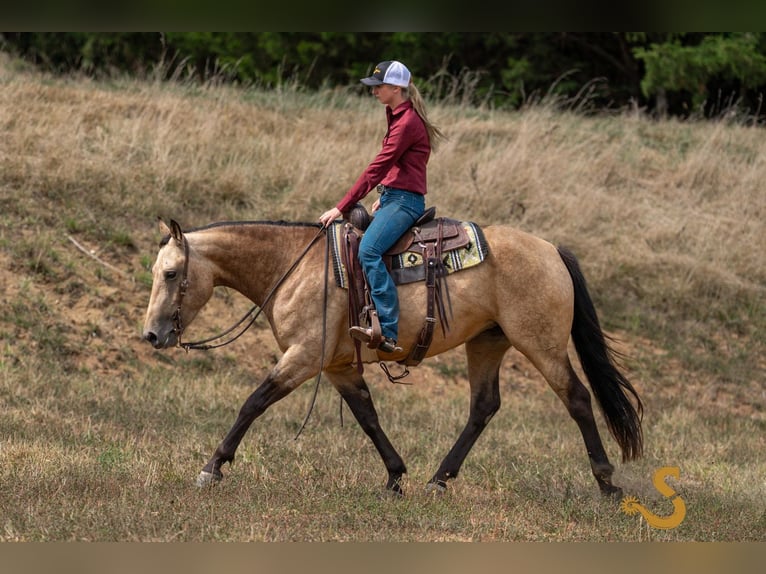 Percheron Mix Merrie 5 Jaar 160 cm Buckskin in Bogard
