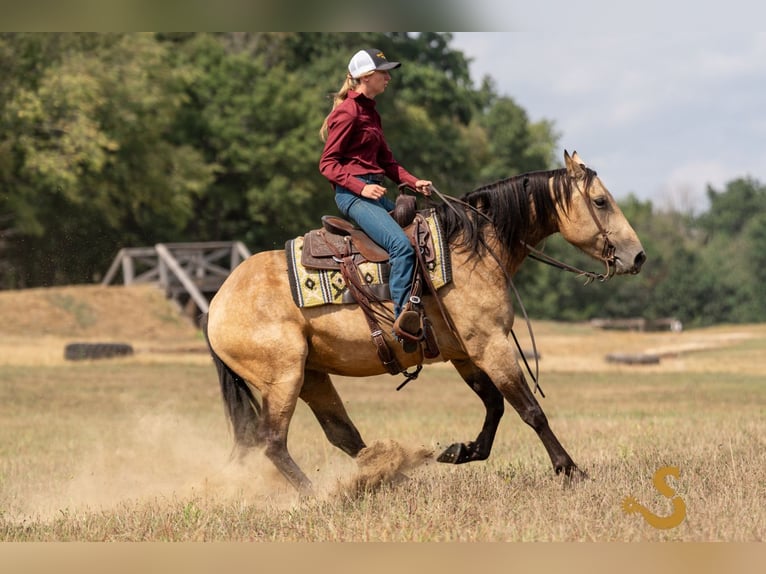 Percheron Mix Merrie 5 Jaar 160 cm Buckskin in Bogard