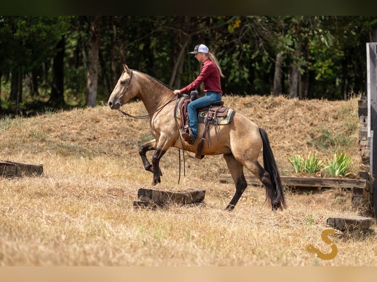 Percheron Mix Merrie 5 Jaar 160 cm Buckskin in Bogard