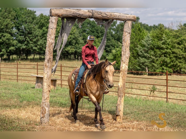 Percheron Mix Merrie 5 Jaar 160 cm Buckskin in Bogard