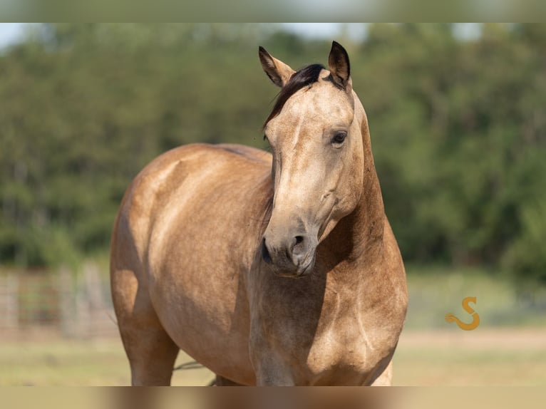 Percheron Mix Merrie 5 Jaar 160 cm Buckskin in Bogard