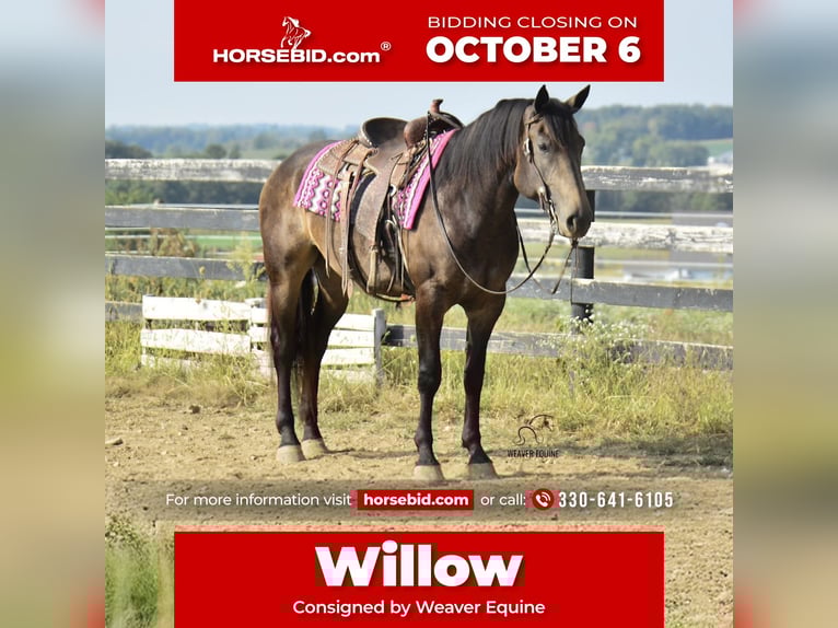 Percheron Mix Merrie 5 Jaar 160 cm Buckskin in Fredericksburg