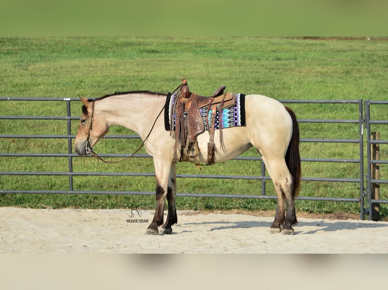 Percheron Mix Merrie 5 Jaar 160 cm Roan-Bay in Fredericksburg