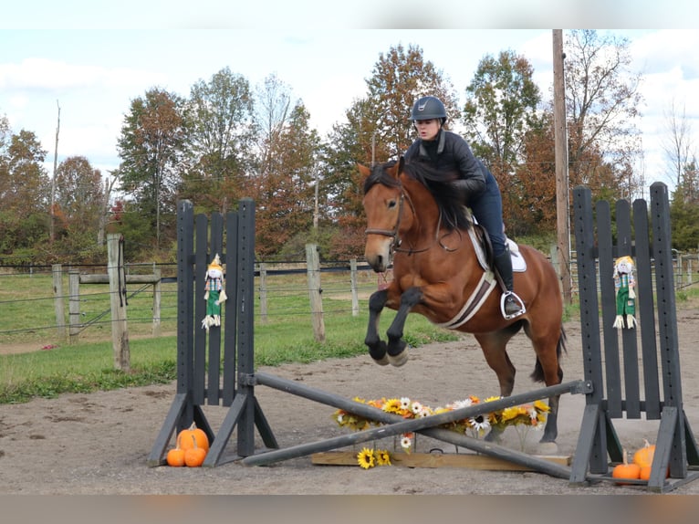 Percheron Mix Merrie 5 Jaar 163 cm Roodbruin in Perkasie