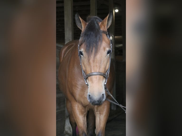 Percheron Mix Merrie 5 Jaar 163 cm Roodbruin in Perkasie