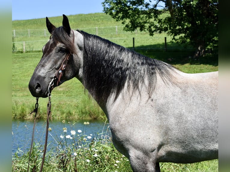 Percheron Mix Merrie 5 Jaar 165 cm Roan-Blue in Fresno, Oh
