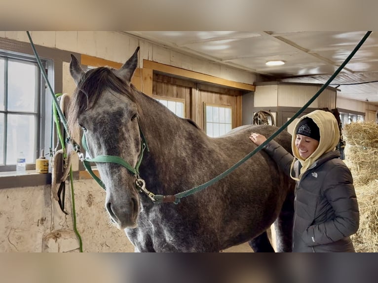 Percheron Mix Merrie 5 Jaar 165 cm Schimmel in Gap