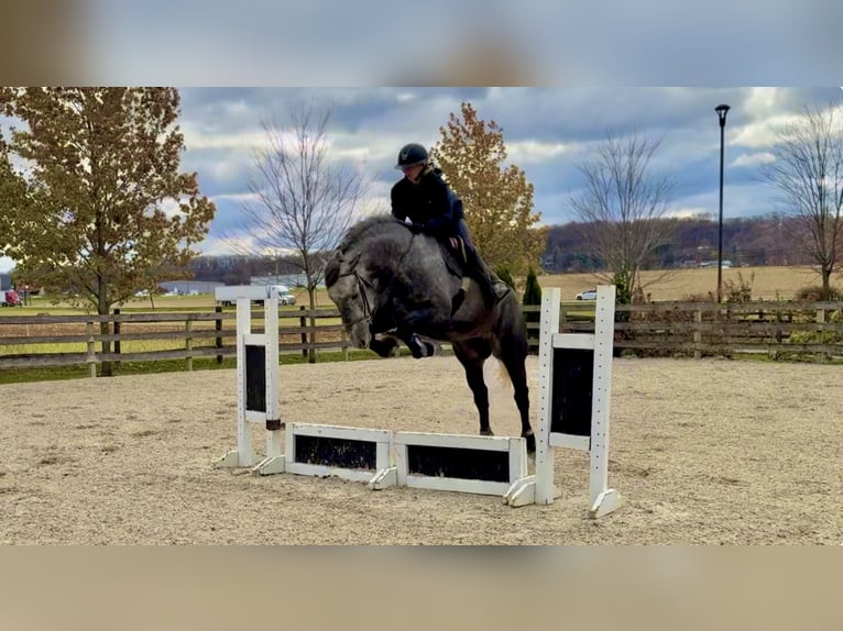 Percheron Mix Merrie 5 Jaar 165 cm Schimmel in Gap