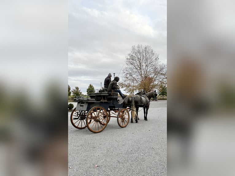 Percheron Mix Merrie 5 Jaar 165 cm Schimmel in Gap