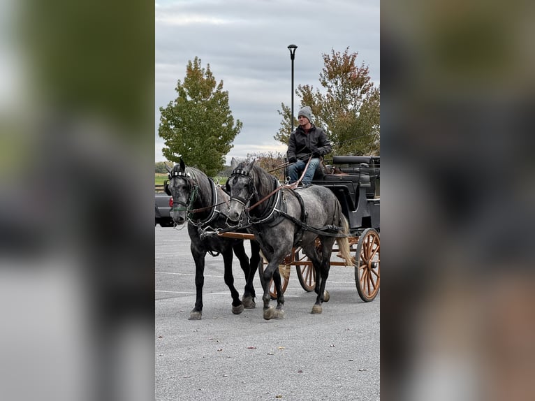 Percheron Mix Merrie 5 Jaar 165 cm Schimmel in Gap