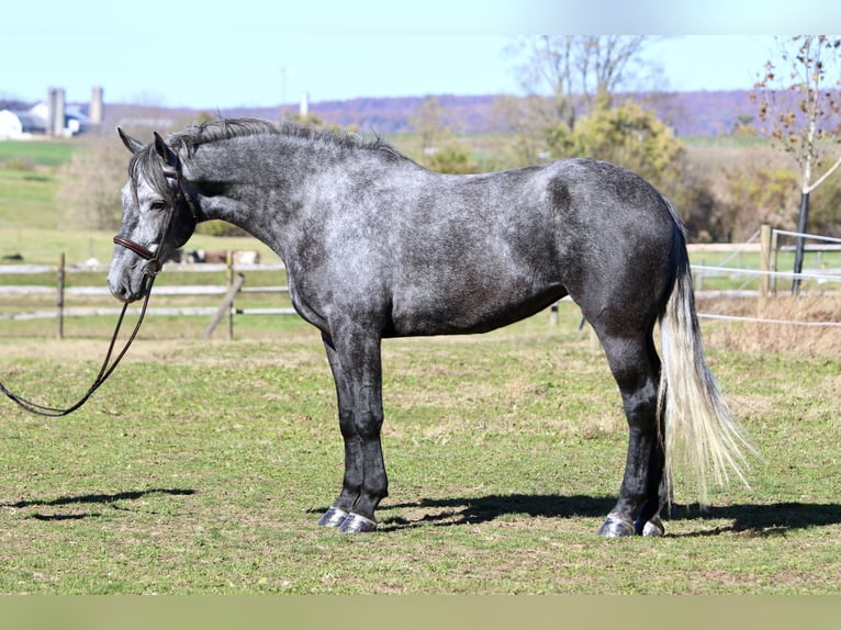 Percheron Mix Merrie 5 Jaar 165 cm Schimmel in Gap