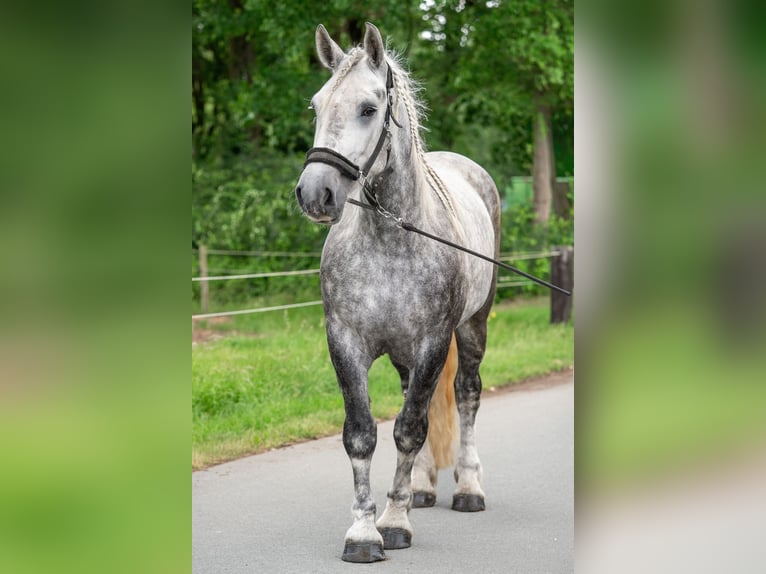 Percheron Merrie 5 Jaar 167 cm Appelschimmel in Kaldenkirchen