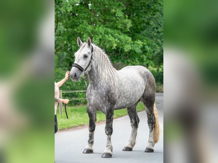 Percheron Merrie 5 Jaar 167 cm Appelschimmel in Kaldenkirchen