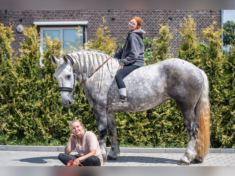 Percheron Merrie 5 Jaar 167 cm Appelschimmel in Kaldenkirchen