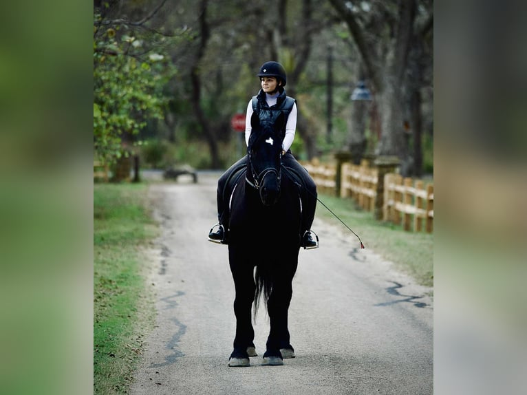 Percheron Merrie 5 Jaar 173 cm Zwart in Georgetown