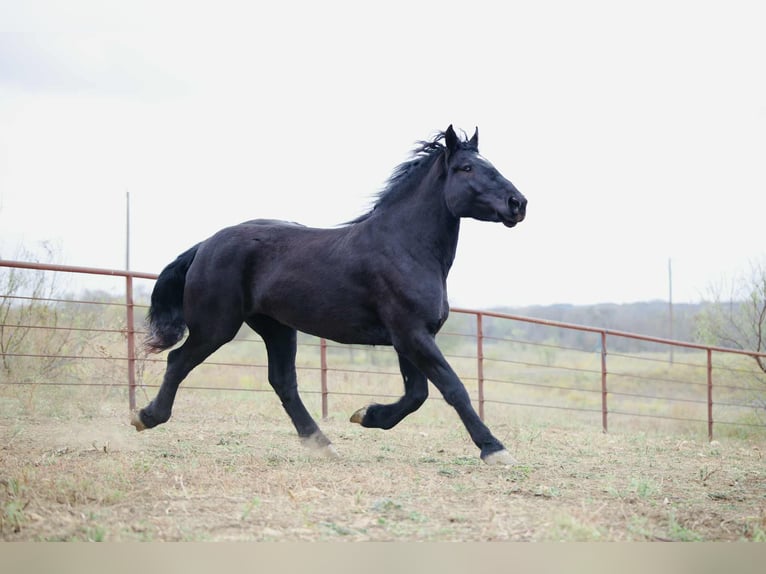 Percheron Merrie 5 Jaar 173 cm Zwart in Georgetown