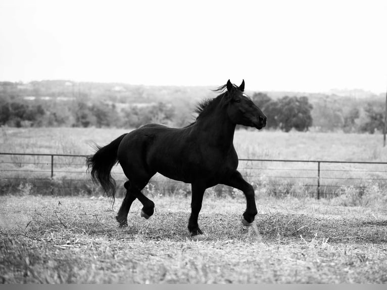 Percheron Merrie 5 Jaar 173 cm Zwart in Georgetown