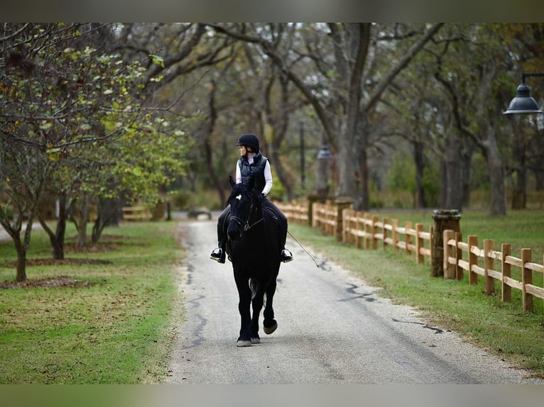 Percheron Merrie 5 Jaar 173 cm Zwart in Georgetown
