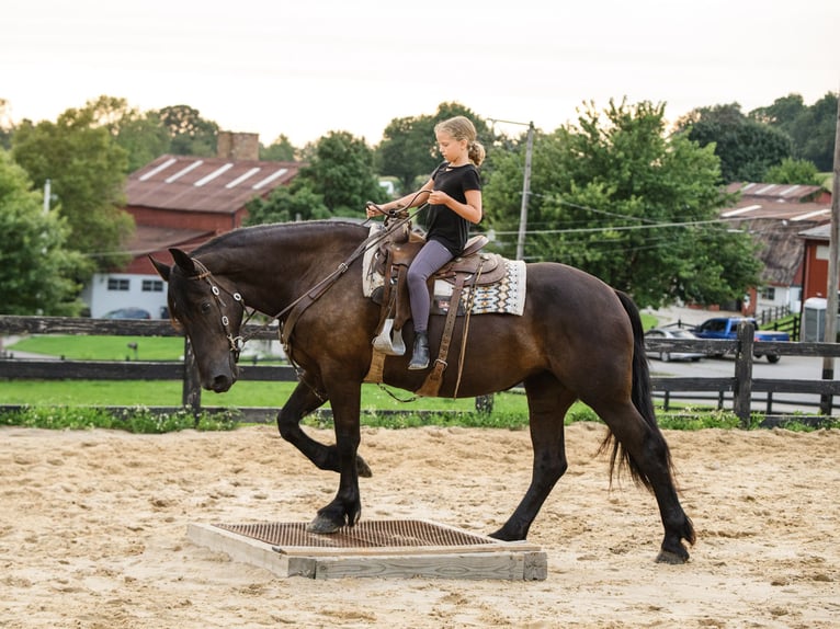 Percheron Mix Merrie 5 Jaar Zwart in Honey Brook