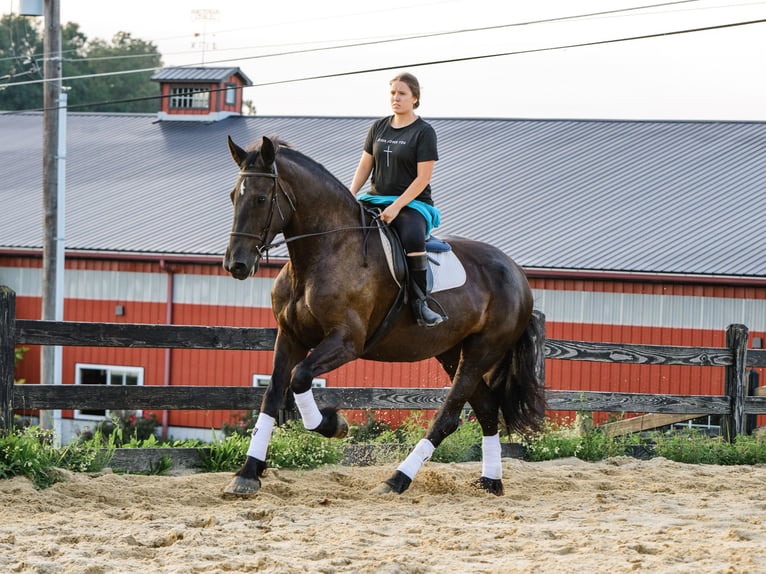Percheron Mix Merrie 5 Jaar Zwart in Honey Brook