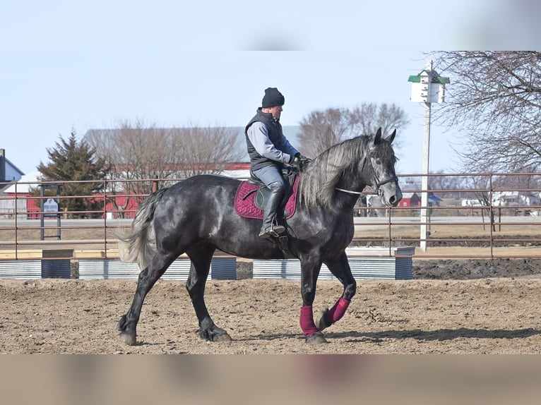 Percheron Merrie 6 Jaar 170 cm Schimmel in Fairbank IA