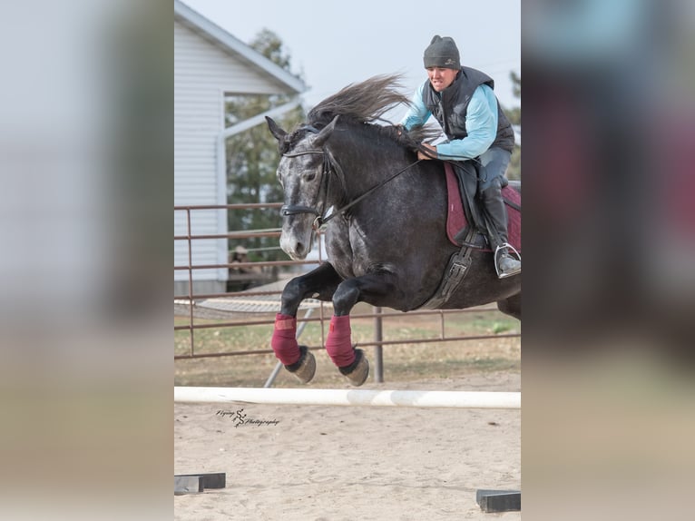 Percheron Merrie 6 Jaar 170 cm Schimmel in Fairbank IA