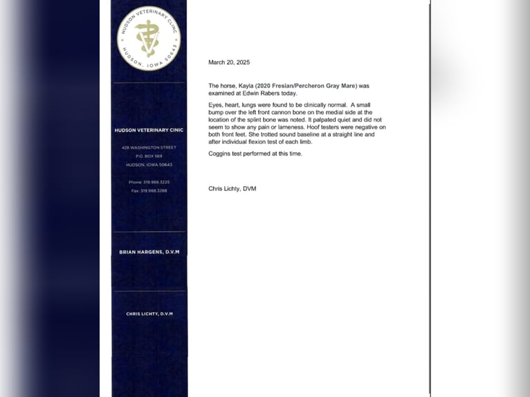 Percheron Merrie 6 Jaar 170 cm Schimmel in Fairbank IA