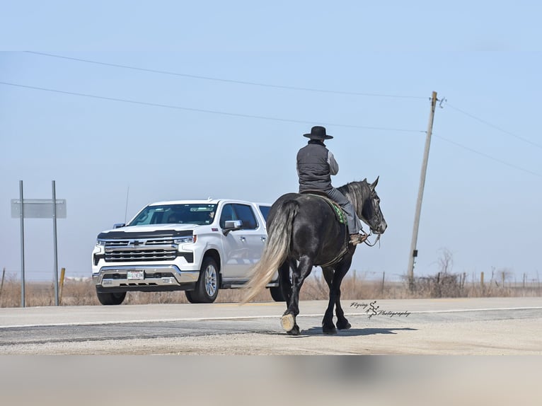 Percheron Merrie 6 Jaar 170 cm Schimmel in Fairbank IA