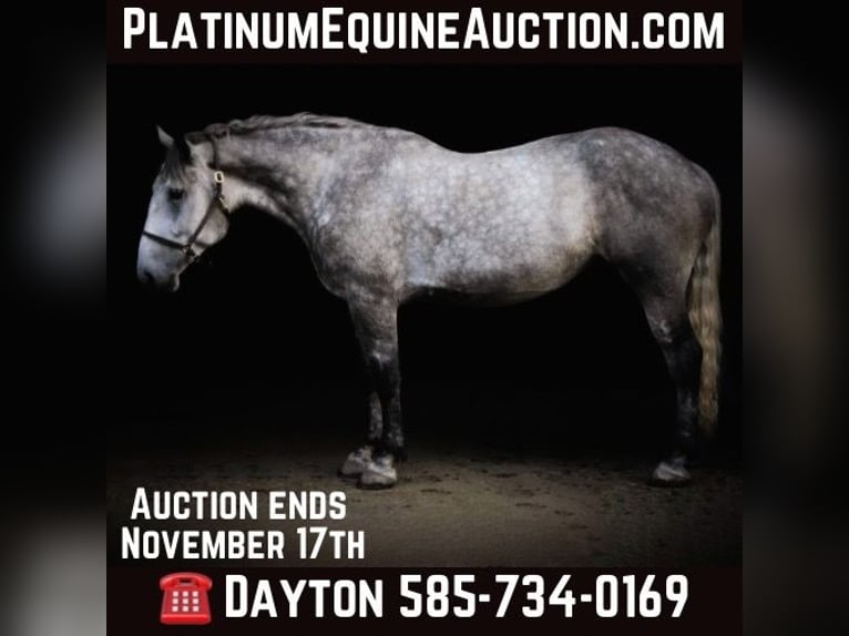 Percheron Merrie 6 Jaar Schimmel in Warsaw NY