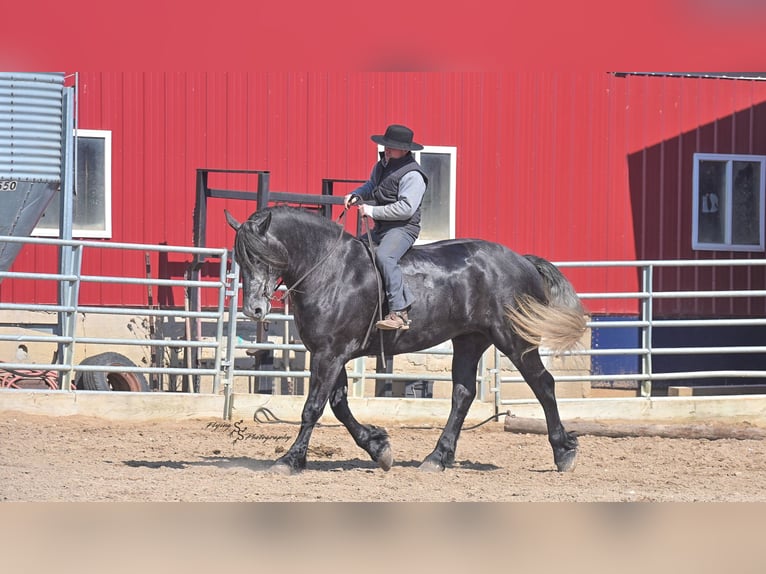 Percheron Merrie 6 Jaar Schimmel in Fairbank IA
