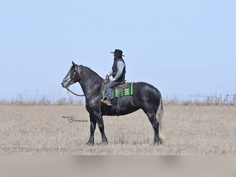 Percheron Merrie 6 Jaar Schimmel in Fairbank IA