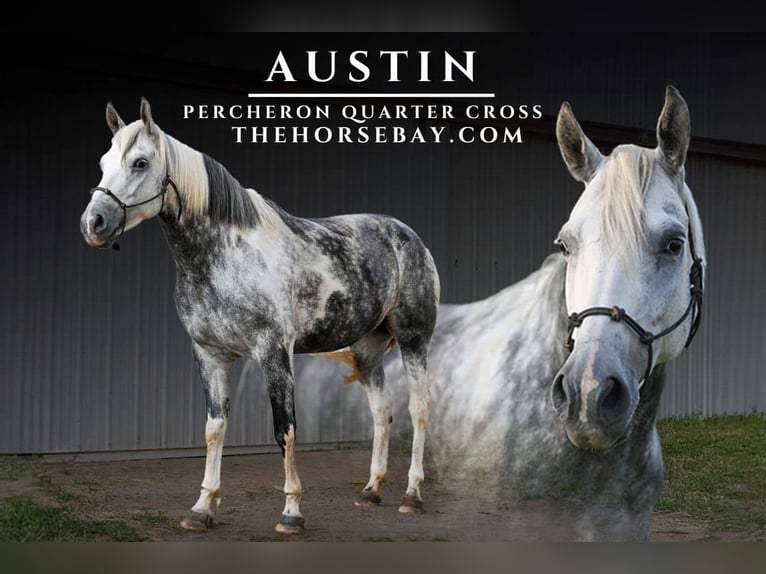 Percheron Mix Merrie 7 Jaar 163 cm Schimmel in Fort Collins, CO