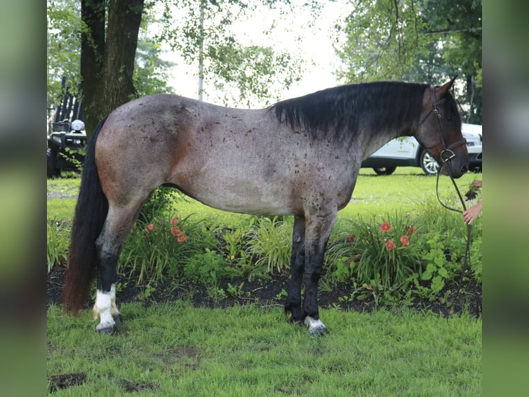 Percheron Mix Merrie 7 Jaar 165 cm Roan-Bay in Perkasie