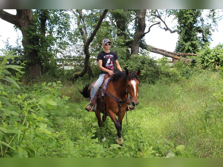 Percheron Merrie 7 Jaar Roodbruin in Highland MI