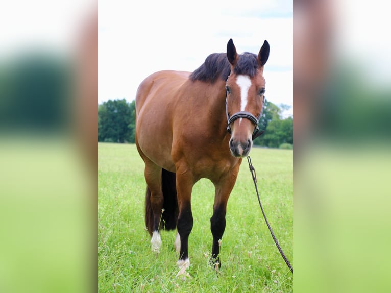 Percheron Merrie 7 Jaar Roodbruin in Highland MI