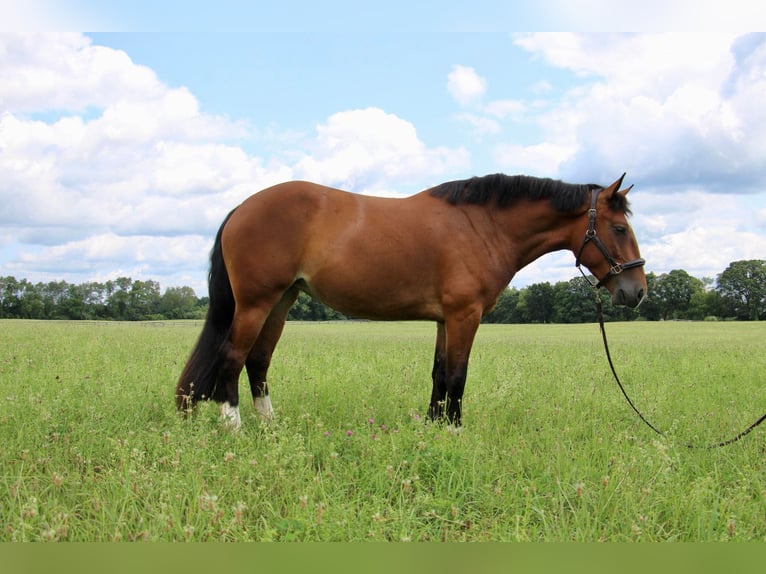 Percheron Merrie 7 Jaar Roodbruin in Highland MI