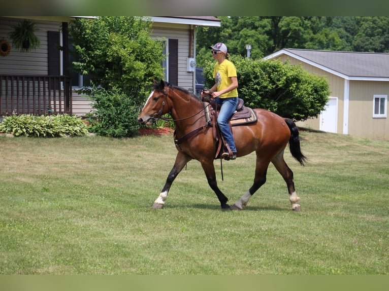 Percheron Merrie 7 Jaar Roodbruin in Highland MI