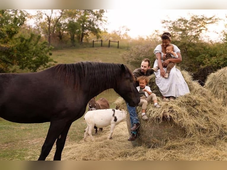 Percheron Merrie 7 Jaar Zwart in Riverside