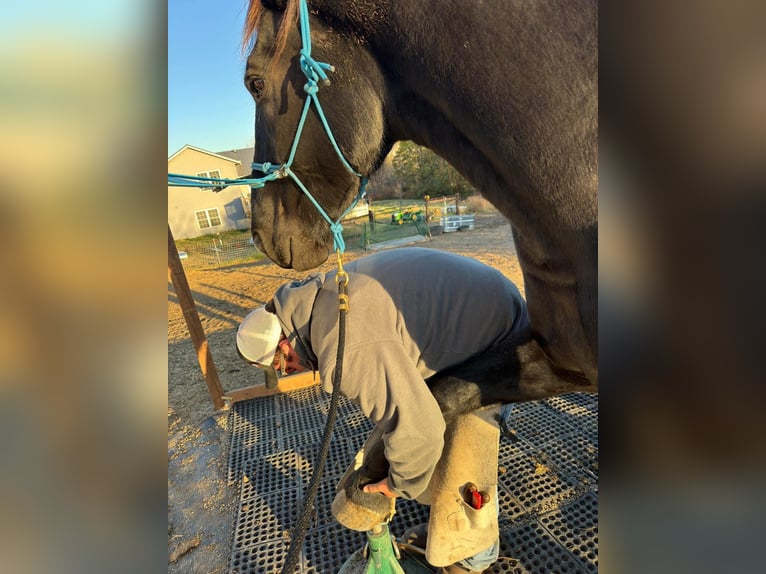 Percheron Merrie 7 Jaar Zwart in Riverside