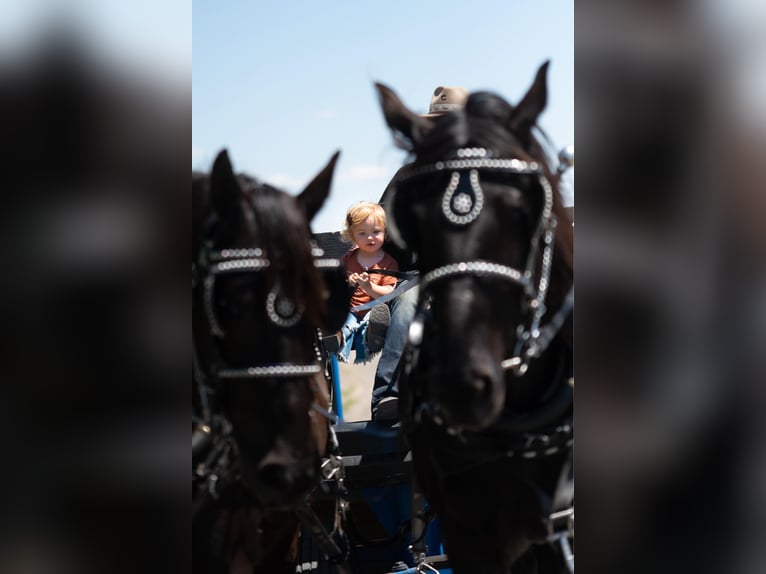 Percheron Mix Merrie 8 Jaar 168 cm Zwart in Grand Island