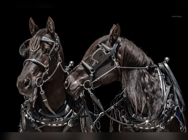 Percheron Mix Merrie 8 Jaar 168 cm Zwart in Grand Island