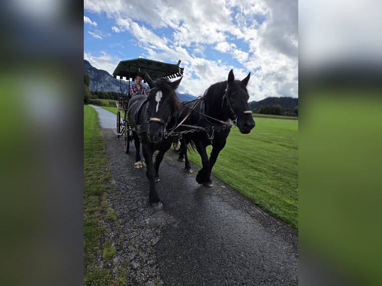 Percheron Merrie 9 Jaar 172 cm Zwart in Kiefersfelden