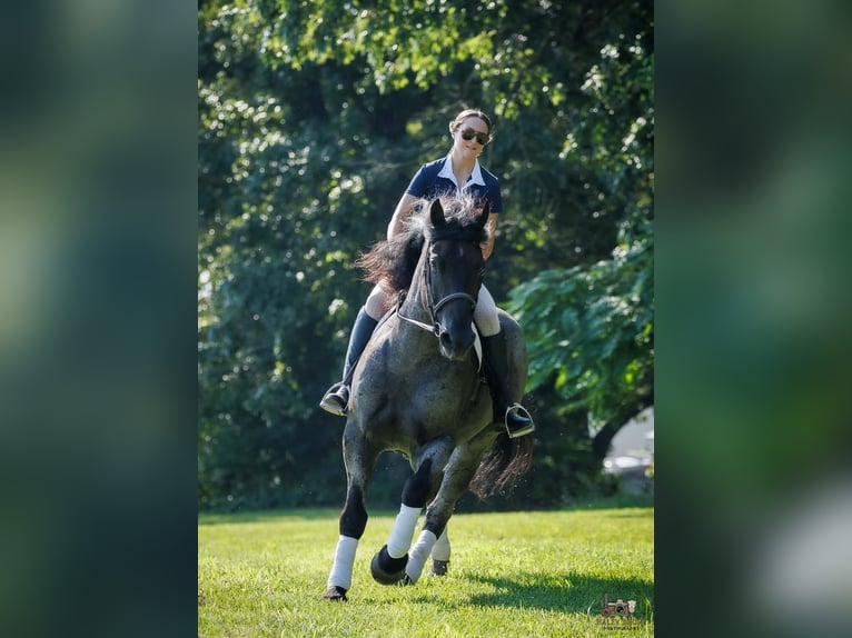 Percheron Mix Ruin 10 Jaar 163 cm Roan-Blue in Auburn