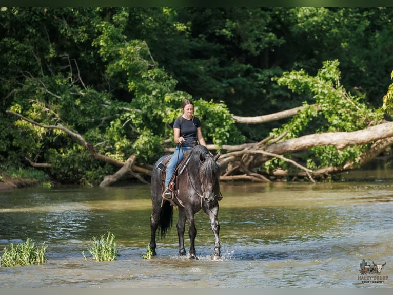 Percheron Mix Ruin 10 Jaar 163 cm Roan-Blue in Auburn